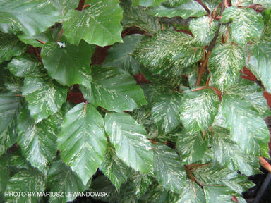 - Fagus sylvatica 'Franken' Variegated European Beech - Mr Maple │ Buy Japanese Maple Trees