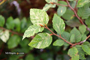- Fagus sylvatica 'Franken' Variegated European Beech - Mr Maple │ Buy Japanese Maple Trees
