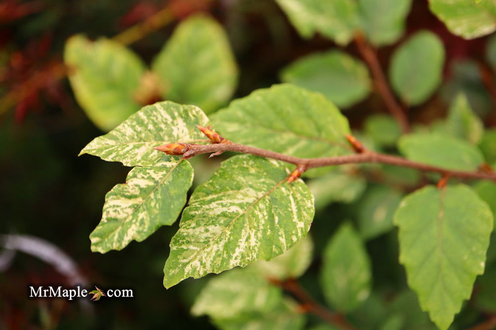 Buy Fagus sylvatica 'Franken' Variegated European Beech — Mr Maple