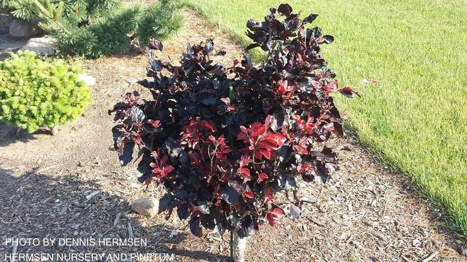 fagus sylvatica container Buy Fagus sylvatica 'Frisio' Dwarf European Beech — Mr Maple │ Buy Japanese  Maple Trees
