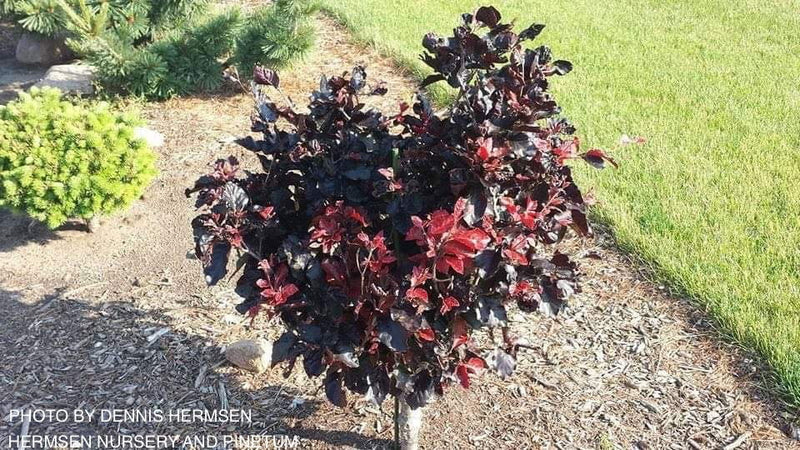 - Fagus sylvatica 'Frisco' Dwarf European Beech - Mr Maple │ Buy Japanese Maple Trees
