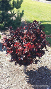 - Fagus sylvatica 'Frisco' Dwarf European Beech - Mr Maple │ Buy Japanese Maple Trees