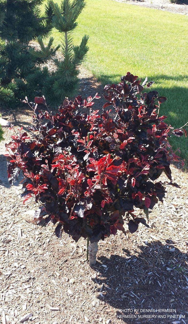 - Fagus sylvatica 'Frisco' Dwarf European Beech - Mr Maple │ Buy Japanese Maple Trees