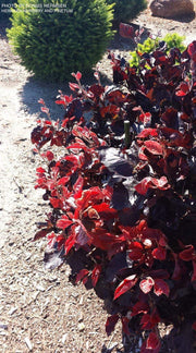 - Fagus sylvatica 'Frisco' Dwarf European Beech - Mr Maple │ Buy Japanese Maple Trees