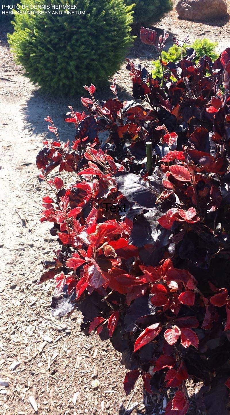 - Fagus sylvatica 'Frisco' Dwarf European Beech - Mr Maple │ Buy Japanese Maple Trees