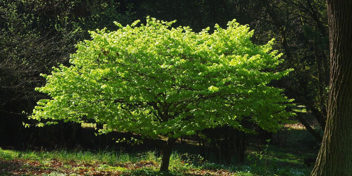fagus tree Buy Fagus sylvatica 'Fruticosa' Dwarf European Beech — Mr Maple │ Buy  Japanese Maple Trees