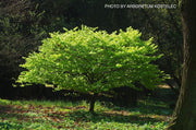 - Fagus sylvatica 'Fruticosa' Dwarf European Beech - Mr Maple │ Buy Japanese Maple Trees