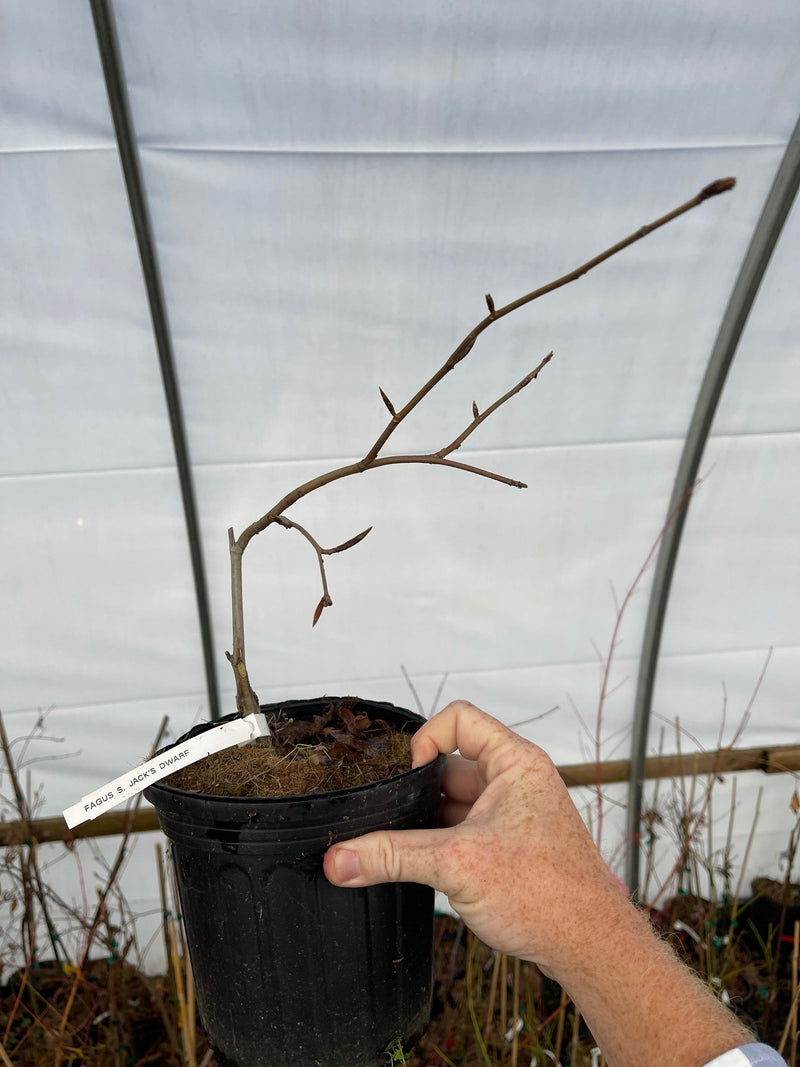 - Fagus sylvatica 'Jack’s Dwarf' Rare Dwarf European Beech - Mr Maple │ Buy Japanese Maple Trees