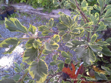 - Fagus sylvatica ‘Luteovariegata’ Variegated European Beech - Mr Maple │ Buy Japanese Maple Trees