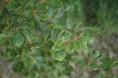 - Fagus sylvatica ‘Luteovariegata’ Variegated European Beech - Mr Maple │ Buy Japanese Maple Trees
