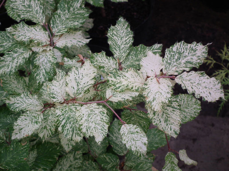 - Fagus sylvatica 'Marmor Star' Variegated European Beech - Mr Maple │ Buy Japanese Maple Trees