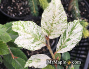 - Fagus sylvatica 'Marmor Star' Variegated European Beech - Mr Maple │ Buy Japanese Maple Trees