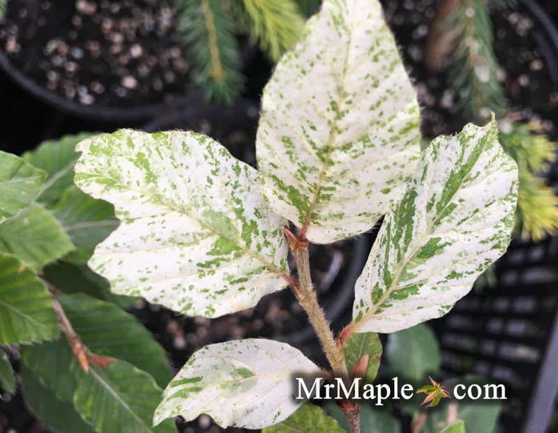 - Fagus sylvatica 'Marmor Star' Variegated European Beech - Mr Maple │ Buy Japanese Maple Trees
