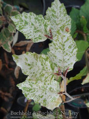 - Fagus sylvatica 'Marmor Star' Variegated European Beech - Mr Maple │ Buy Japanese Maple Trees