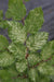 '- Fagus sylvatica 'Marmor Star' Variegated European Beech - Mr Maple │ Buy Japanese Maple Trees