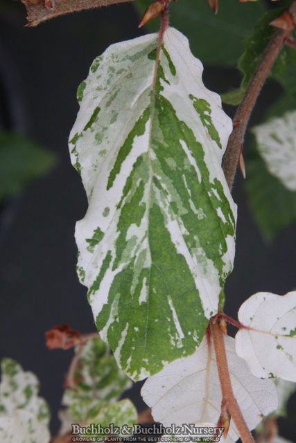 - Fagus sylvatica 'Marmor Star' Variegated European Beech - Mr Maple │ Buy Japanese Maple Trees