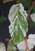 '- Fagus sylvatica 'Marmor Star' Variegated European Beech - Mr Maple │ Buy Japanese Maple Trees