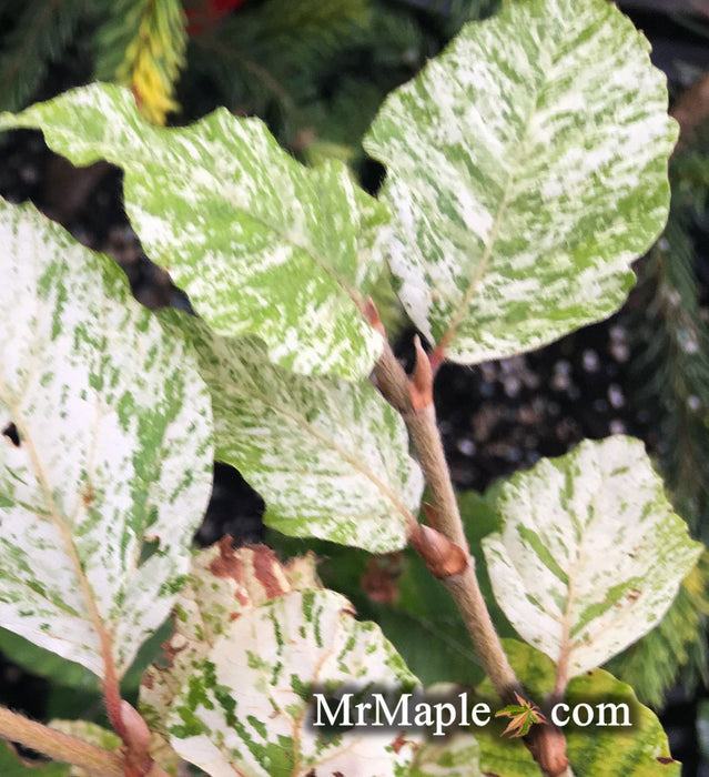 '- Fagus sylvatica 'Marmor Star' Variegated European Beech - Mr Maple │ Buy Japanese Maple Trees