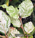 '- Fagus sylvatica 'Marmor Star' Variegated European Beech - Mr Maple │ Buy Japanese Maple Trees