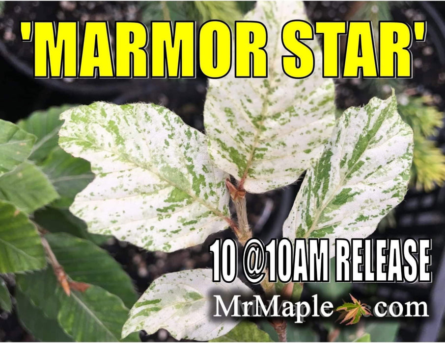 '- Fagus sylvatica 'Marmor Star' Variegated European Beech - Mr Maple │ Buy Japanese Maple Trees