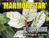 '- Fagus sylvatica 'Marmor Star' Variegated European Beech - Mr Maple │ Buy Japanese Maple Trees