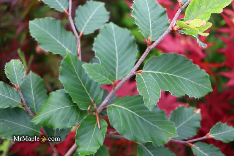 - Fagus sylvatica 'Marmor Star' Variegated European Beech - Mr Maple │ Buy Japanese Maple Trees