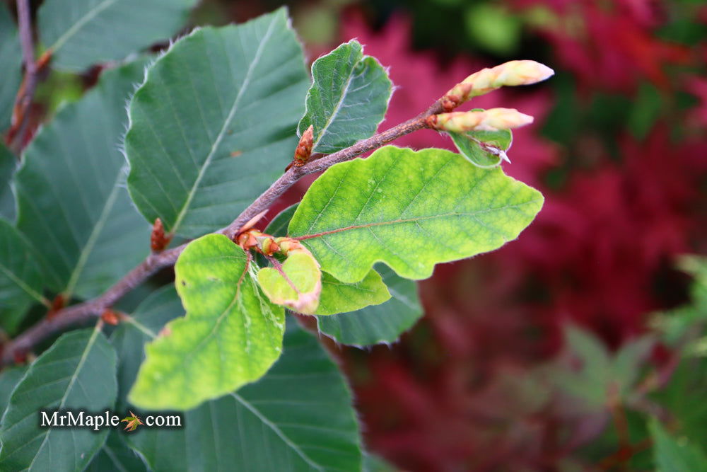 '- Fagus sylvatica 'Marmor Star' Variegated European Beech - Mr Maple │ Buy Japanese Maple Trees