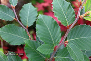 - Fagus sylvatica 'Marmor Star' Variegated European Beech - Mr Maple │ Buy Japanese Maple Trees