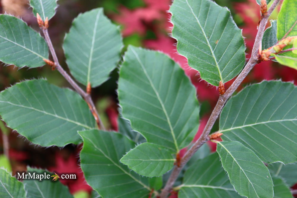 '- Fagus sylvatica 'Marmor Star' Variegated European Beech - Mr Maple │ Buy Japanese Maple Trees