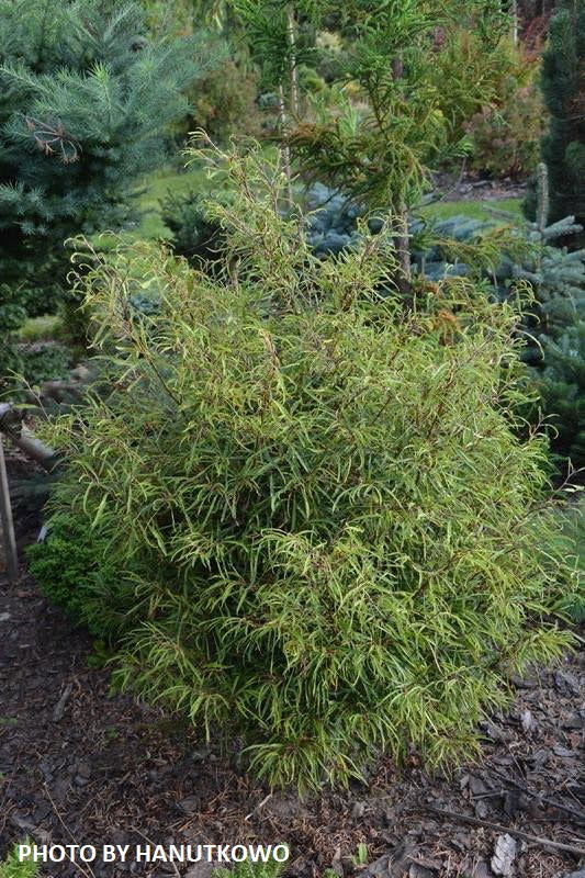 Buy Fagus sylvatica 'Mercedes' Thread-like Foliage European Beech Tree — Mr  Maple │ Buy Japanese Maple Trees