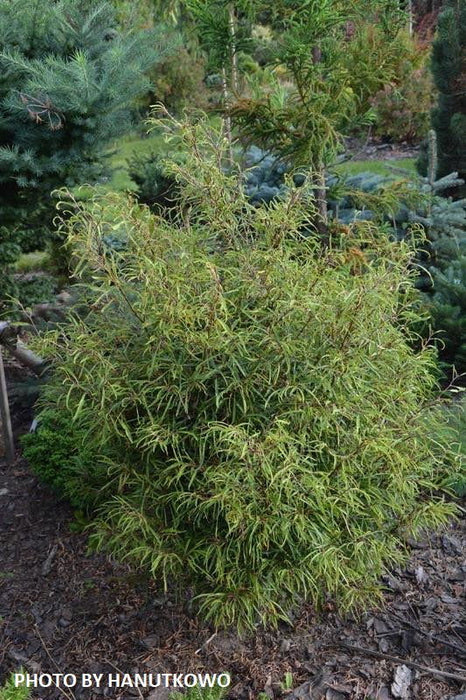 '- Fagus sylvatica 'Mercedes' Thread-like Foliage European Beech Tree - Mr Maple │ Buy Japanese Maple Trees