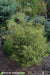 '- Fagus sylvatica 'Mercedes' Thread-like Foliage European Beech Tree - Mr Maple │ Buy Japanese Maple Trees