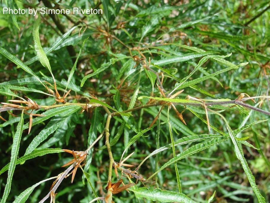 '- Fagus sylvatica 'Mercedes' Thread-like Foliage European Beech Tree - Mr Maple │ Buy Japanese Maple Trees