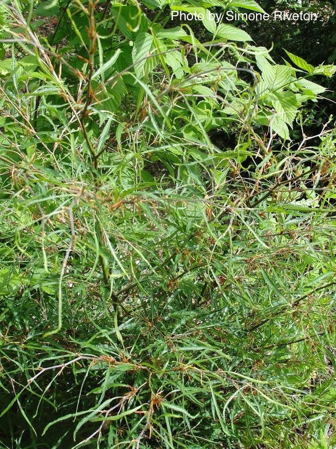 - Fagus sylvatica 'Mercedes' Thread-like Foliage European Beech Tree - Mr Maple │ Buy Japanese Maple Trees