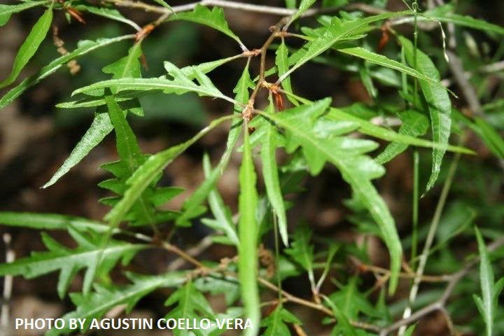 - Fagus sylvatica 'Mercedes' Thread-like Foliage European Beech Tree - Mr Maple │ Buy Japanese Maple Trees