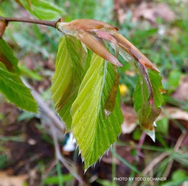 - Fagus sylvatica 'Nicole' Rare Dwarf European Beech - Mr Maple │ Buy Japanese Maple Trees