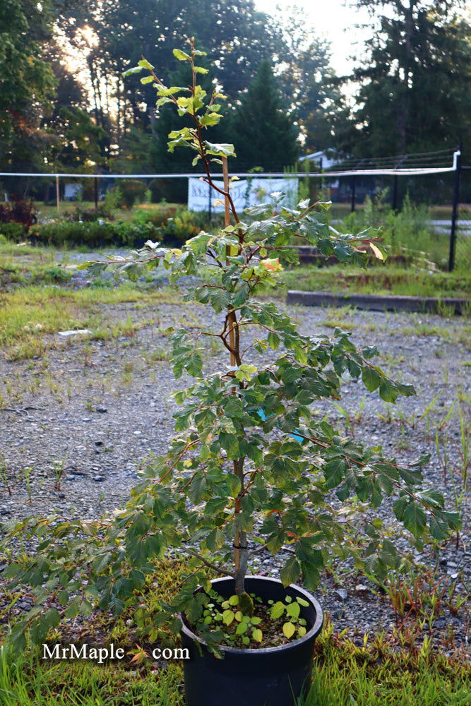 - Fagus sylvatica 'Nicole' Rare Dwarf European Beech - Mr Maple │ Buy Japanese Maple Trees