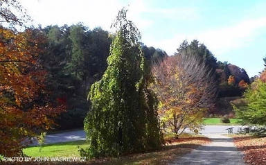 - Fagus sylvatica 'Pendula' Weeping European Beech - Mr Maple │ Buy Japanese Maple Trees