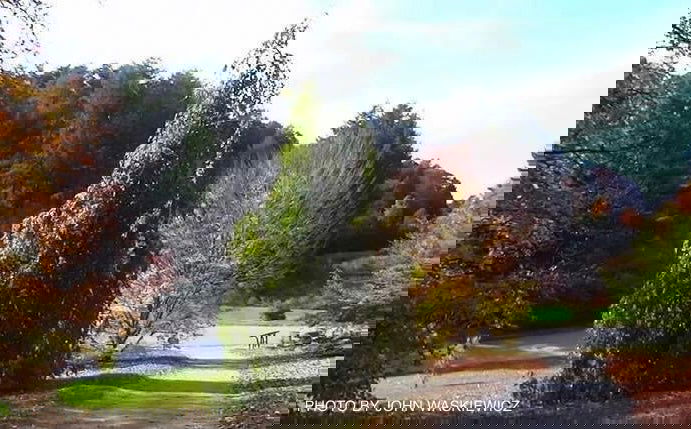 - Fagus sylvatica 'Pendula' Weeping European Beech - Mr Maple │ Buy Japanese Maple Trees