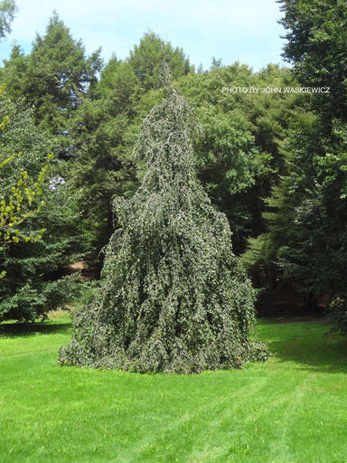 - Fagus sylvatica 'Pendula' Weeping European Beech - Mr Maple │ Buy Japanese Maple Trees