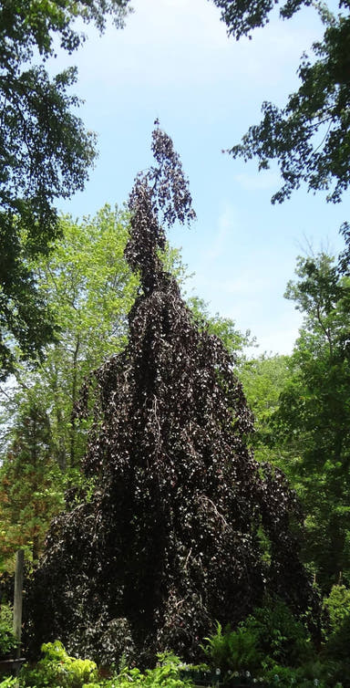 - Fagus sylvatica 'Purple Fountain' Rare Weeping Purple European Beech - Mr Maple │ Buy Japanese Maple Trees