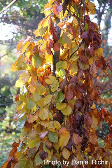 - Fagus sylvatica 'Purple Fountain' Rare Weeping Purple European Beech - Mr Maple │ Buy Japanese Maple Trees