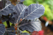 - Fagus sylvatica 'Purpurea Nana' Dwarf European Beech - Mr Maple │ Buy Japanese Maple Trees