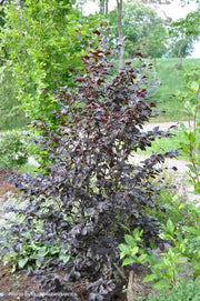 - Fagus sylvatica 'Purpurea Nana' Dwarf European Beech - Mr Maple │ Buy Japanese Maple Trees