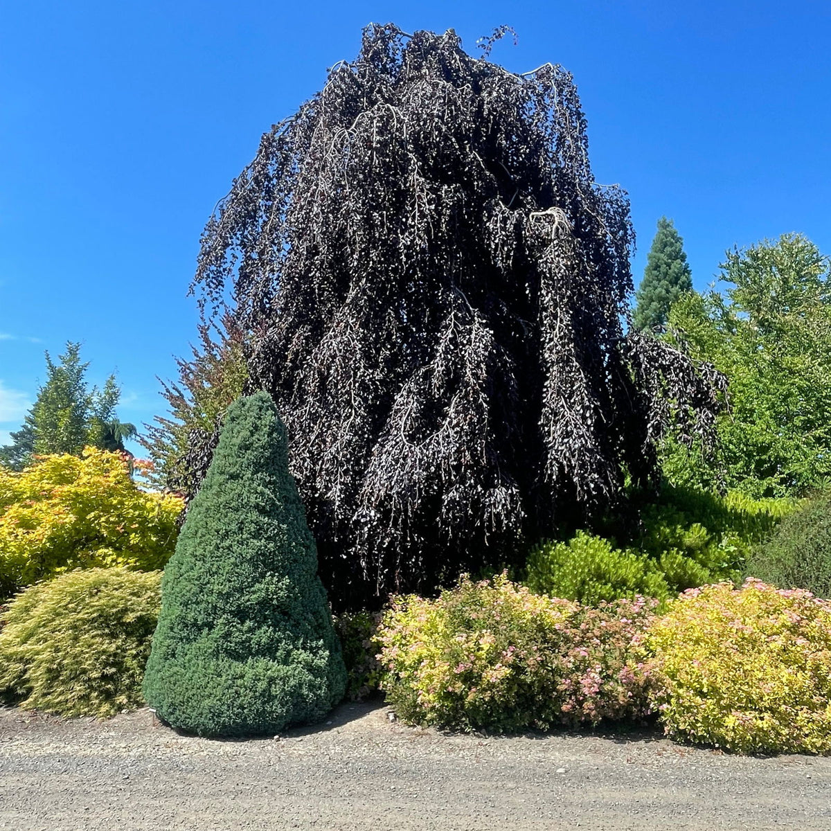 Buy Fagus sylvatica 'Purpurea Pendula' Weeping Purple European Beech — Mr  Maple │ Buy Japanese Maple Trees