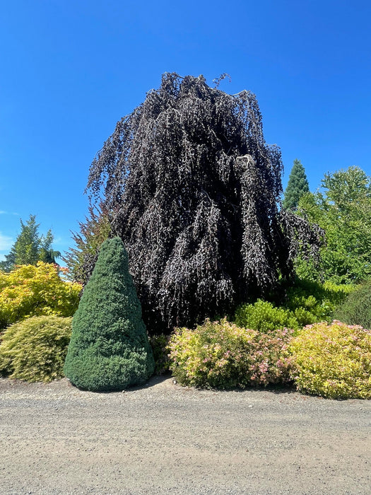 - Fagus sylvatica 'Purpurea Pendula' Weeping Purple European Beech - Mr Maple │ Buy Japanese Maple Trees