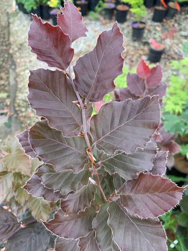 - Fagus sylvatica 'Red Obelisk' Narrow Growing Purple Beech Tree - Mr Maple │ Buy Japanese Maple Trees