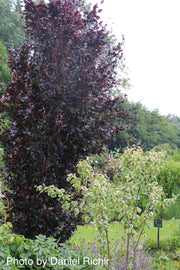 - Fagus sylvatica 'Red Obelisk' Narrow Growing Purple Beech Tree - Mr Maple │ Buy Japanese Maple Trees