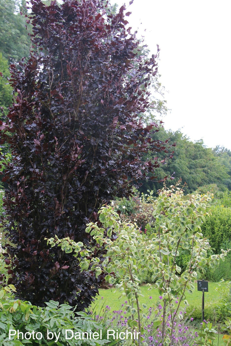 - Fagus sylvatica 'Red Obelisk' Narrow Growing Purple Beech Tree - Mr Maple │ Buy Japanese Maple Trees