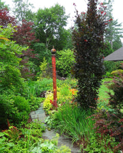 - Fagus sylvatica 'Red Obelisk' Narrow Growing Purple Beech Tree - Mr Maple │ Buy Japanese Maple Trees